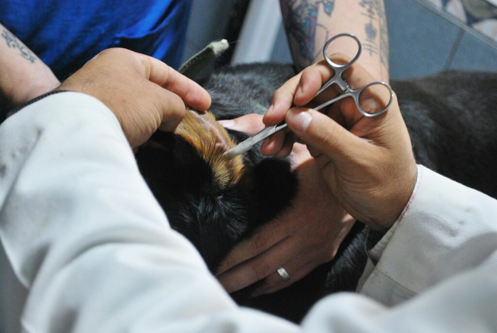 Common Pet Diseases and Prevention